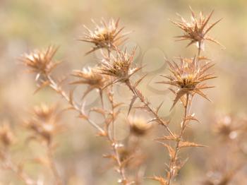 dry prickly grass outdoors