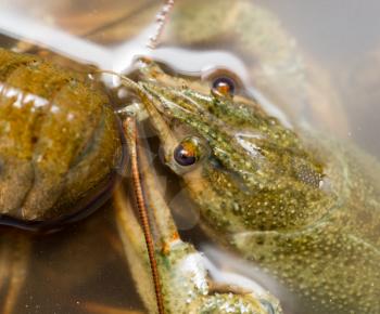 Live crayfish in the water as a background
