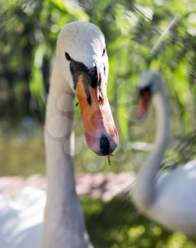 White swan in the zoo