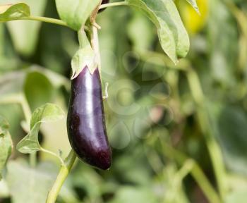 eggplant in the garden