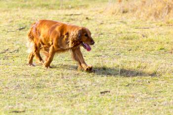 red dog on the nature