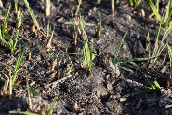 green shoots after a fire