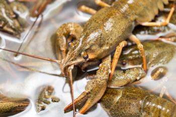 Live crayfish in the water as a background