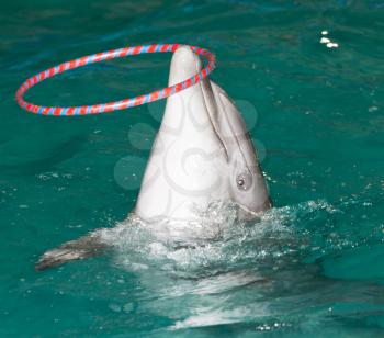 Dolphin in the pool