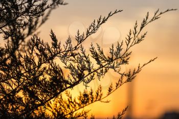 tree branch at sunset