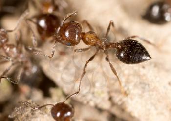 ant on the ground. macro