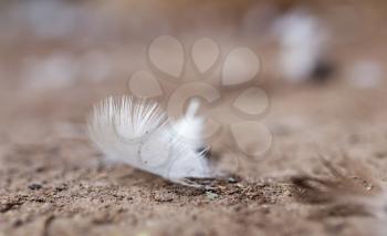 white feather on the ground