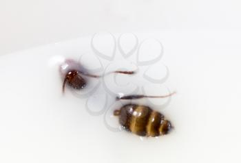 ant in white milk. macro