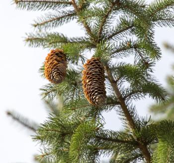 cones on the tree in nature