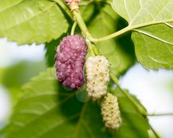 mulberry berry on the tree in nature