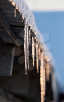 winter icicles on the sun dawn