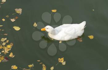 white duck on the lake in autumn