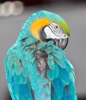 beautiful parrot circus