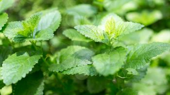 green mint leaves in nature