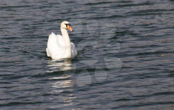White swan on the lake in autumn