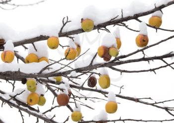 yellow apples in the snow in the winter