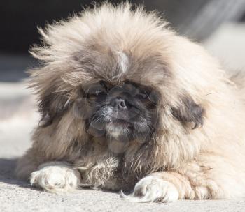 portrait of a fluffy dog