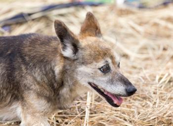 beautiful dog on the nature