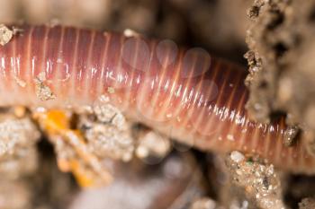 red worm in the ground. macro