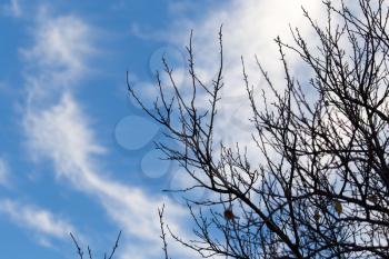 tree with bare branches against the sky