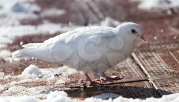 white dove in nature in winter