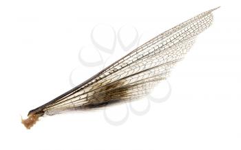 wing grasshopper on a white background