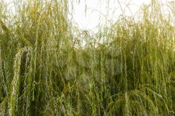 willow leaves in nature