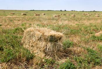 bales of hay in the field