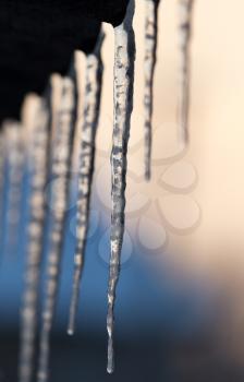 winter icicles on the sun dawn