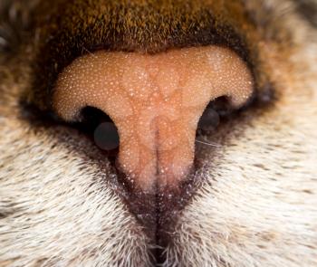 Beautiful cat's nose as a background. macro
