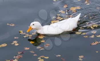 white duck on the lake in autumn .