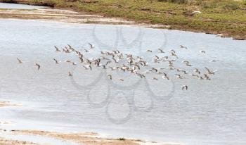 A flock of gulls on the river