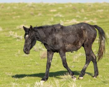 Horses in pasture on nature in spring