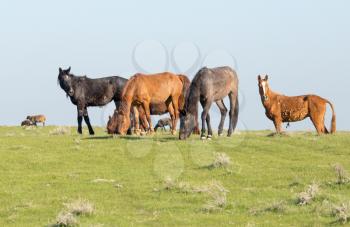 Horses in pasture on nature in spring
