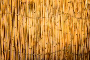 Reed tied in a fence as a background .