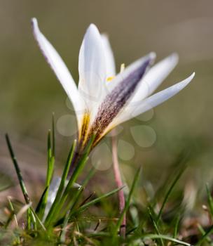 Beautiful snowdrop flower on nature in spring .
