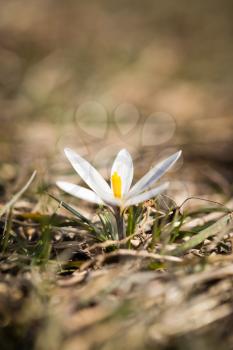 Beautiful snowdrop flower on nature in spring .