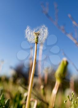 Beautiful fluffy dandelion on a glade in nature