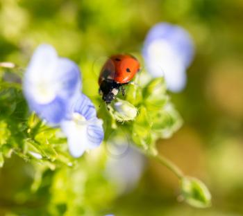 Ladybug on small blue flowers in nature .