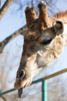 Giraffe shows a great language in nature