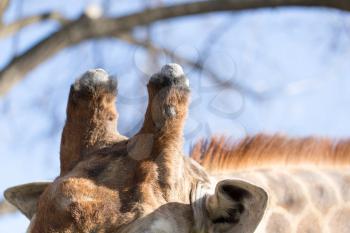 Horn of a giraffe against a blue sky .