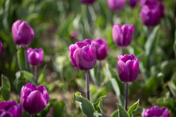 Beautiful purple tulips in a park in nature