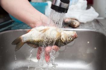 The cook washes the fish in the water .