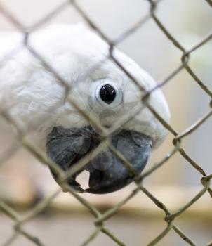 Portrait of a white parrot in a cage .