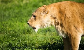 Lioness on the grass in the wild .