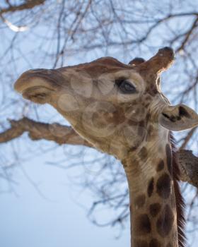 Giraffe on the background of a tree and a blue sky