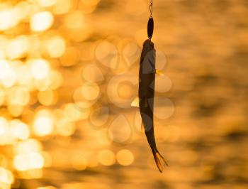 a fish on a lure at sunset .