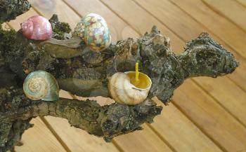 Painted beeswax candles votives in snail shell