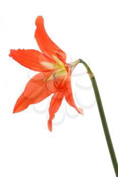 Royalty Free Photo of a Flower
