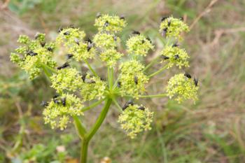 Royalty Free Photo of Flies on Flowers